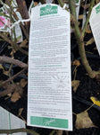 ROSA DELBARD MADAME DELBARD BARE ROOT