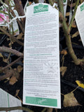 ROSA DELBARD MADAME DELBARD BARE ROOT