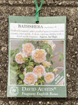 ROSA CLIMBING BATHSHEBA BARE ROOT