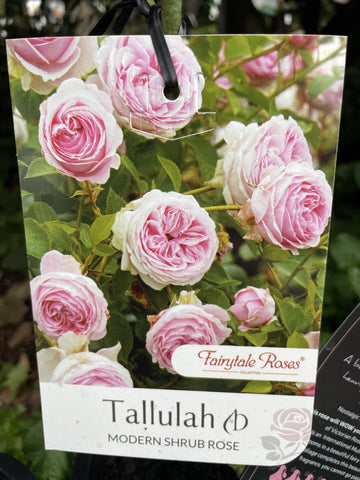 ROSA TALLULAH BARE ROOT