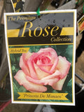 ROSE PRINCESS DE MONACO BARE ROOT