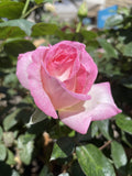 ROSE PRINCESS DE MONACO BARE ROOT