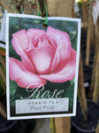 ROSE STANDARD FIRST PRIZE 3FT BARE ROOT 