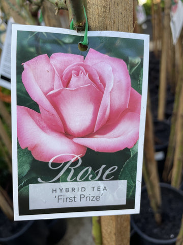 ROSE STANDARD FIRST PRIZE 3FT BARE ROOT 
