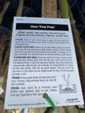 ROSE STANDARD FIRST PRIZE 3FT BARE ROOT 