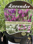 LAVANDULA AVONVIEW WHITE 14CM