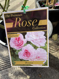 ROSE STANDARD BONICA 4FT BARE ROOT