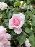ROSE STANDARD BONICA 4FT BARE ROOT