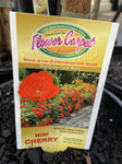 ROSA STANDARD FLOWER CARPET CHERRY 3FT BARE ROOT