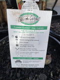 ROSA STANDARD FLOWER CARPET CHERRY 3FT BARE ROOT