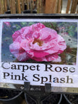 ROSA STANDARD FLOWER CARPET PINK SPLASH 3FT BARE ROOT