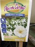 ROSA STANDARD FLOWER CARPET WHITE 3FT BARE ROOT