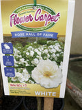 ROSA STANDARD FLOWER CARPET WHITE 3FT BARE ROOT