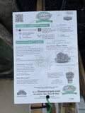 ROSA STANDARD FLOWER CARPET WHITE 3FT BARE ROOT