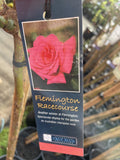 ROSE STANDARD FLEMINGTON RACECOURSE 3FT BARE ROOT