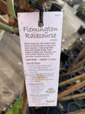 ROSE STANDARD FLEMINGTON RACECOURSE 3FT BARE ROOT