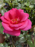 ROSE STANDARD FLEMINGTON RACECOURSE 3FT BARE ROOT