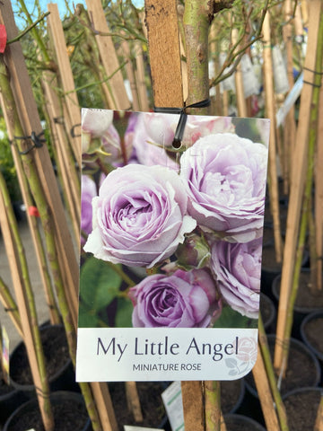 ROSE STANDARD MY LITTLE ANGEL 3FT BARE ROOT
