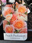 ROSE STANDARD PEACH PROFUSION 3FT BARE ROOT