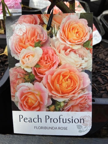 ROSE STANDARD PEACH PROFUSION 3FT BARE ROOT
