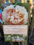 ROSE STANDARD PRINCESS CHARLENE DE MONACCO 3FT BARE ROOT 