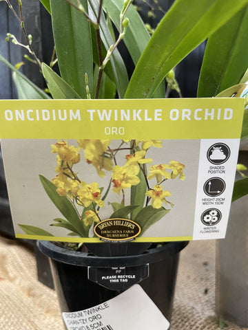 ONCIDIUM TWINKLE CHIAN-TZY ORO ORCHID 8.5CM