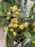 ONCIDIUM TWINKLE CHIAN-TZY ORO ORCHID 8.5CM