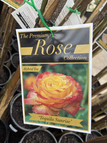 ROSA TEQUILA SUNRISE BARE ROOT