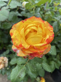ROSE TEQUILA SUNRISE BARE ROOT