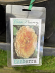 PAEONIA CANBERRA 20CM