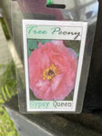 PAEONIA GYPSY QUEEN 20CM