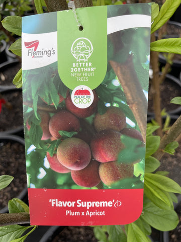 PLUM X APRICOT INTERSPECIFIC FLAVOR SUPREME BARE ROOT 