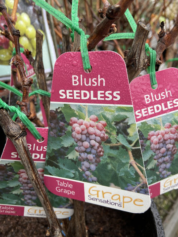 GRAPE BLUSH SEEDLESS BARE ROOT