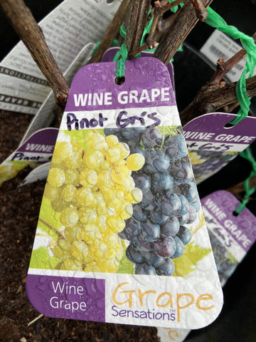 GRAPE PINOT GRIS BARE ROOT