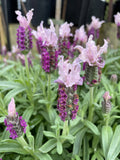 LAVANDULA PINK QUEEN 18CM