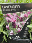 LAVANDULA PINK QUEEN 18CM