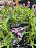 LAVANDULA PINK QUEEN 18CM