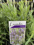 LAVANDULA DENTATA 18CM