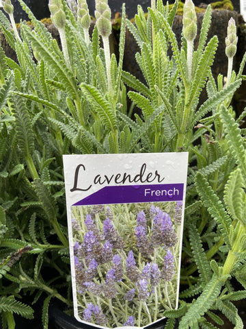 LAVANDULA DENTATA 18CM