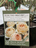 ROSE STANDARD DAVID AUSTIN JUDE THE OBSCURE 3FT BARE ROOT 