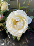 ROSE STANDARD DAVID AUSTIN JUDE THE OBSCURE 3FT BARE ROOT 