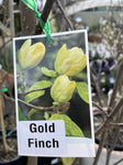 MAGNOLIA GOLD FINCH 30CM