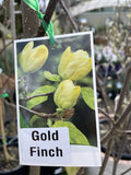 MAGNOLIA GOLD FINCH 30CM