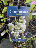 CHAENOMELES DOUBLE CREAM 14CM