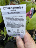 CHAENOMELES DOUBLE CREAM 14CM