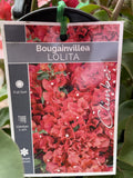 BOUGAINVILLEA LOLITA 20CM