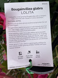 BOUGAINVILLEA LOLITA 20CM
