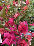 BOUGAINVILLEA LOLITA 20CM