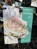 ROSE CLIMBING BLUSHING PIERRE DE RONSARD BARE ROOT