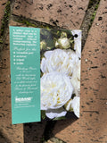 ROSE CLIMBING BLUSHING PIERRE DE RONSARD BARE ROOT